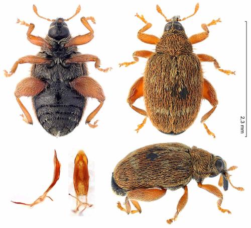 Orchestes erythropus